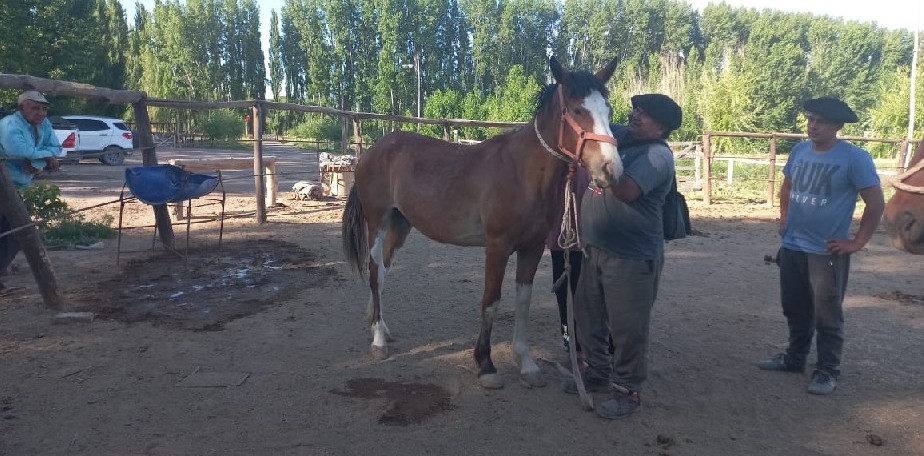 La Secretaría de Ganadería restituyó los caballos a los vecinos de la Quinta 25