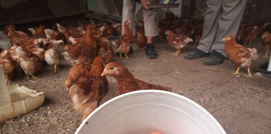 Imagen-Sierra Grande: con microemprendimientos, RN acompaña el crecimiento de la producción avícola